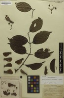 Isotype of Banisteriopsis inebrians Morton [family MALPIGHIACEAE]