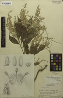 Isotype of Achyranthes mangarevica Suess. [family AMARANTHACEAE]
