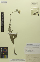Syntype of Hieracium pseudoboreale subsp. maranzae Murr & Zahn [family ASTERACEAE]
