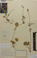 Isotype of Soldanella stiriaca F.K.Mey. [family PRIMULACEAE]