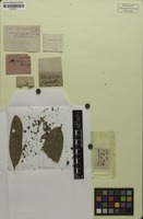 Isotype of Acladodea pinnata Ruiz & Pav. [family SAPINDACEAE]