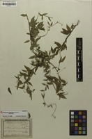 Isotype of Metastelma martinicense Schltr. [family ASCLEPIADACEAE]