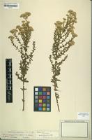 Syntype of Eupatorium polycladum Dusén ex Malme [family ASTERACEAE]