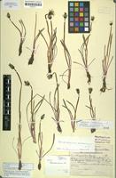 Holotype of Taraxacum bavaricum Soest [family ASTERACEAE]