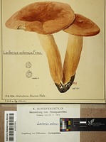 Botanische Staatssammlung München Artwork - Water Colours of Fungi by Konrad Schieferdecker