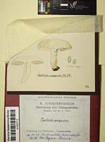 Agaricus campestris L. : Fr.