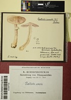Agaricus semotus Fr.