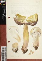 Agaricus aestivalis (F.H. Møller) Pilát