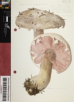 Agaricus campestris L. : Fr.