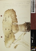 Leucopaxillus giganteus (Fr.) Singer