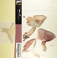Lepista sordida (Schumach. : Fr.) Singer