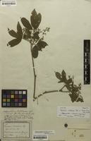 Syntype of Esenbeckia riedeliana Engl. [family RUTACEAE]