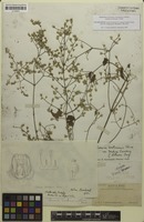 Lectotype of Iresine hartmanii f. palmeri Suess. [family AMARANTHACEAE]