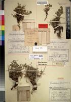 Holotype of Astragalus aberrans Förther & Podlech [family FABACEAE]