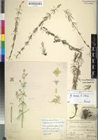 Holotype of Galium stenophyllum Utzschneider var. flavoviride [family RUBIACEAE]