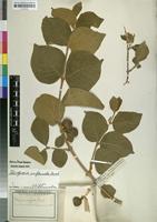 Isotype of Vangueria infausta Burch. [family RUBIACEAE]