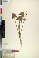 Isotype of Alisma kotschyi Hochst. [family ALISMATACEAE]