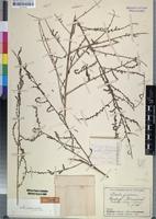 Holotype of Suaeda plumosa Aellen [family CHENOPODIACEAE]