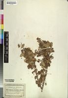 Isosyntype of Boscia reticulata Hochst. ex A.Rich. [family CAPPARACEAE]