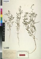 Isotype of Cleome hildebrandtii Gilg & Gilg-Ben. [family CAPPARACEAE]