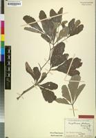 Holotype of Ampelocissus rhodesica Suess. [family VITACEAE]