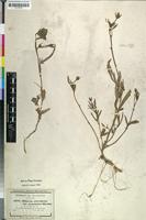 Isosyntype of Hibiscus articulatus Hochst. ex Mast. var. stenolobus [family MALVACEAE]