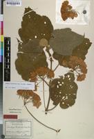 Isotype of Dombeya endlichii Engl. & K.Krause [family STERCULIACEAE]