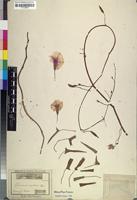 Type? of Ipomoea tricuspis Schrank [family CONVOLVULACEAE]