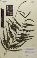 Paratype of Pteris ekemae Benl [family PTERIDACEAE]
