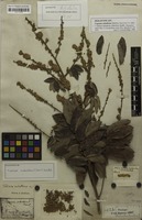 Holotype of Cupania subalbens Mart. [family SAPINDACEAE]