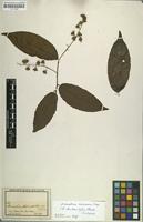Isotype of Homalium eleutherostylum S.F.Blake [family FLACOURTIACEAE]