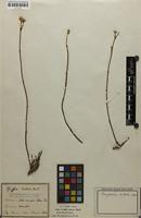 Isotype of Pfaffia hirtula Mart. [family AMARANTHACEAE]