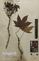 Lectotype of Panax ricinifolius Siebold & Zucc. [family ARALIACEAE]