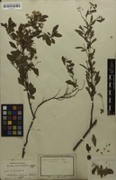 Filed as Spiraea cantoniensis Lour. [family ROSACEAE]
