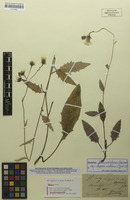 Syntype of Hieracium maculatum var. glabrescens Zahn [family ASTERACEAE]