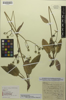 Syntype of Hieracium murorum var. haematodermum Zahn [family ASTERACEAE]