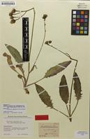 Isotype of Hieracium pallidum subsp. pallidiglaucinum Zahn [family ASTERACEAE]
