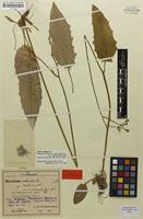 Syntype of Hieracium murorum var. malacophyllum Zahn [family ASTERACEAE]