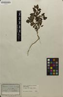 Filed as Solanum villosum Mill. [family SOLANACEAE]