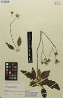Syntype of Hieracium pallidum subsp. pseudocinerascens Touton [family ASTERACEAE]