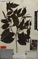 Syntype of Miconia spondylantha DC. [family MELASTOMATACEAE]