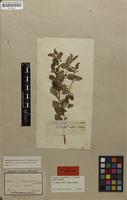 Holotype of Solanum kitaibelii Schult. [family SOLANACEAE]