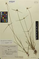 Lipocarpha argentea (Kunth) R.Br. [family CYPERACEAE]