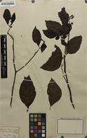 Isotype of Bassovia richardii var. martii Dunal [family SOLANACEAE]
