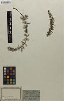 Filed as Myriophyllum verticillatum L. [family HALORAGACEAE]