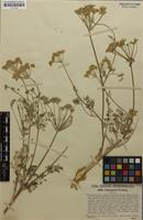 Type of Athamanta vestina A.Kern. [family APIACEAE]
