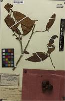 Syntype of Diospyros britannoborneensis Bakh. [family EBENACEAE]