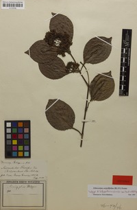 Isotype of Ecdysanthera schrieckii Van Heurck & Müll.Arg. [family APOCYNACEAE]