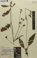 Isolectotype of Hieracium diaphanoides var. subhastifrons Schack & Zahn [family ASTERACEAE]