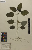 Syntype of Dipteracanthus prostratus var. macrophyllus Nees [family ACANTHACEAE]